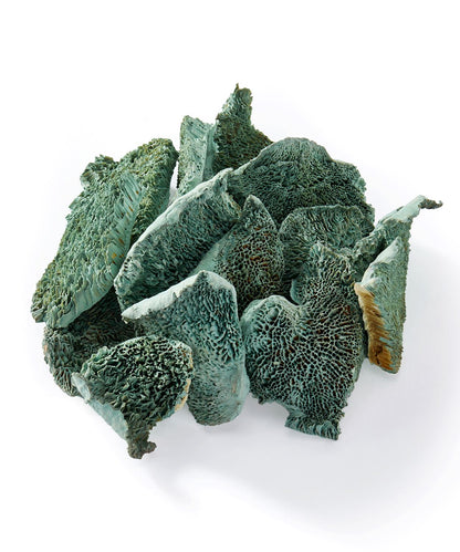 Teal Sponge Mushroom Botanical Vase and Bowl Fillers