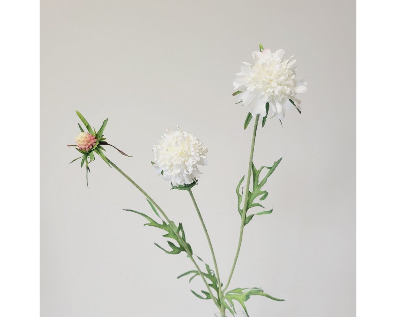 Scabiosa White Bud Spray