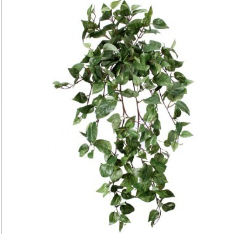 Hanging Courtyard Pothos