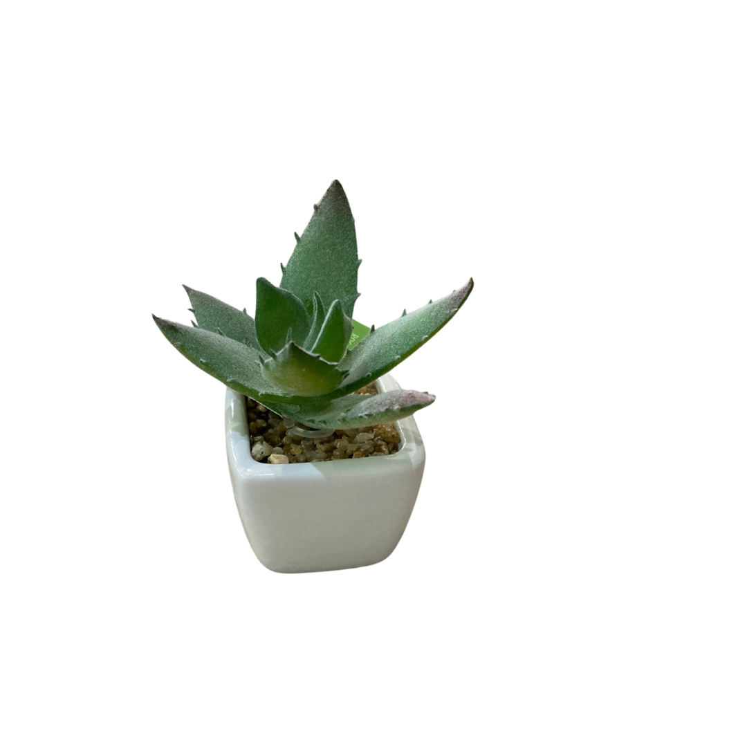 Succulent in Pot – Joshua & Company