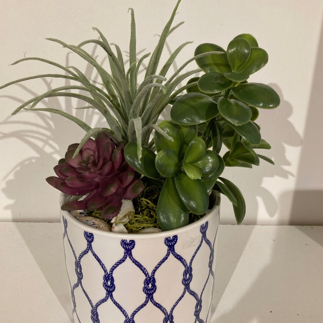 Succulents in Pot