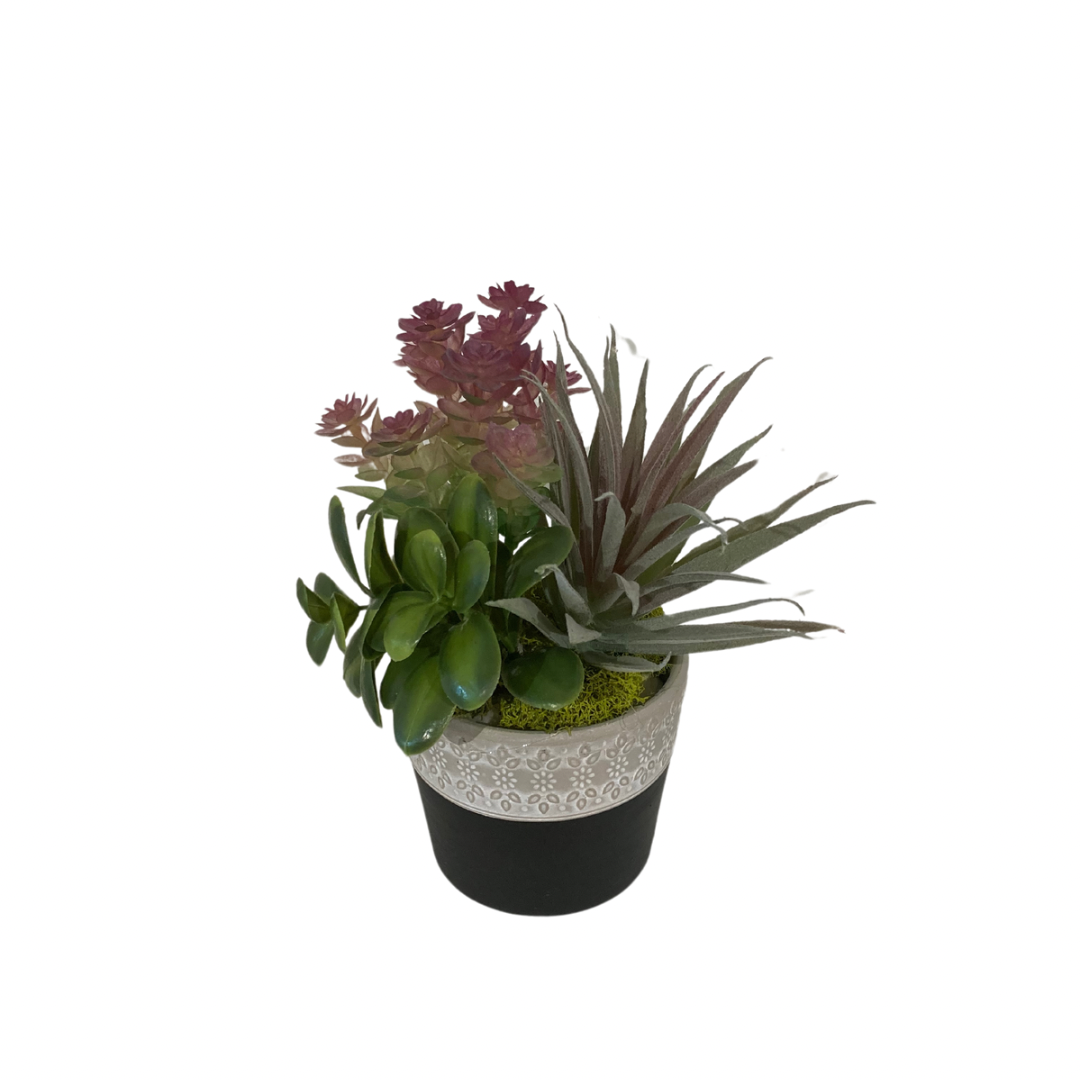 Succulents in Small Black Pot