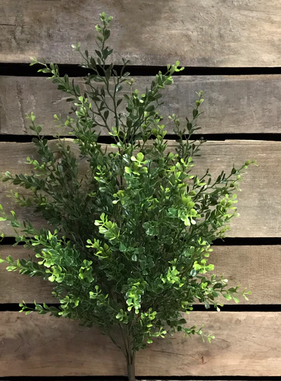 Boxwood Bush 22"